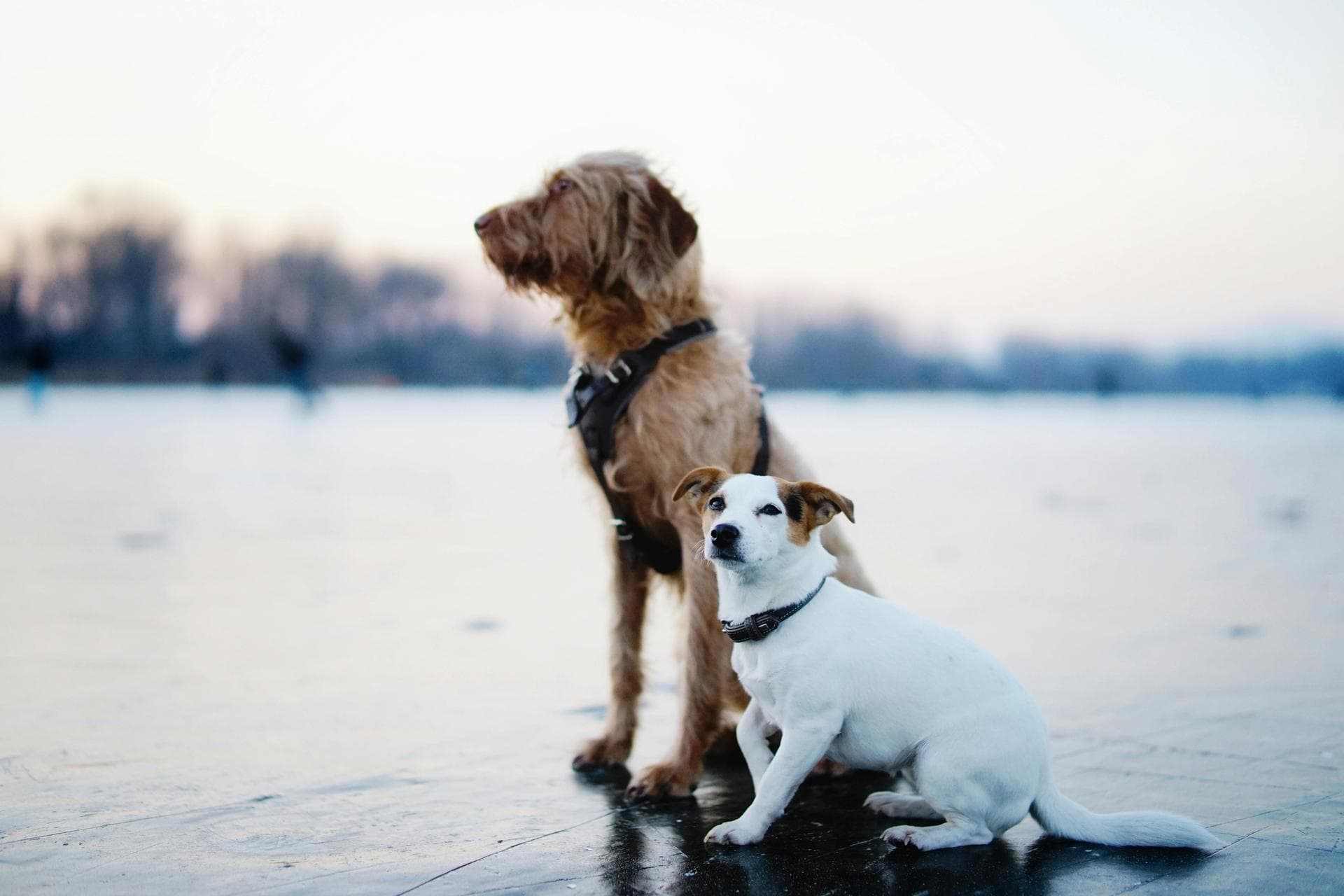 Specialist Vets in Natick