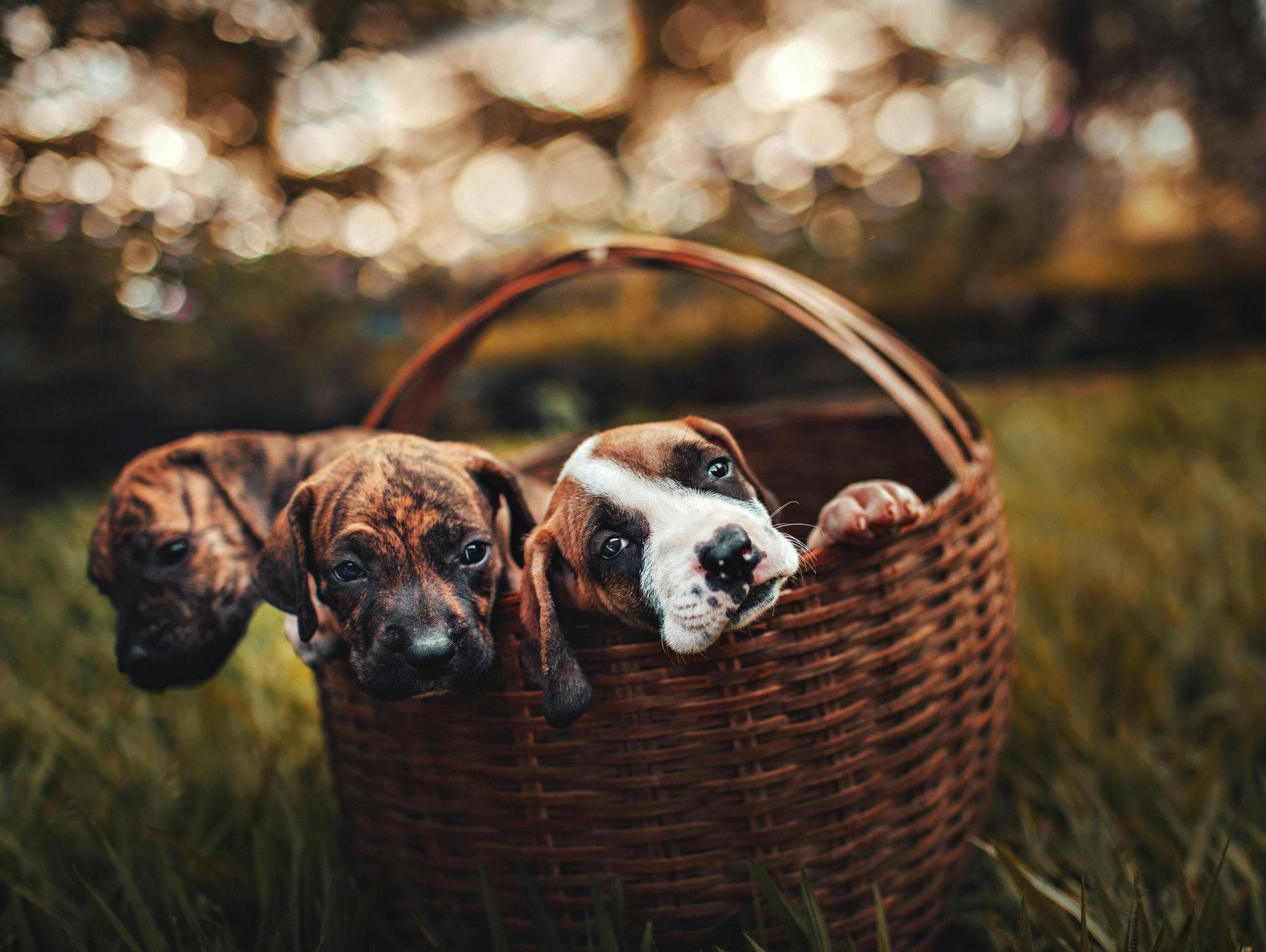 Specialist Vets in Natick