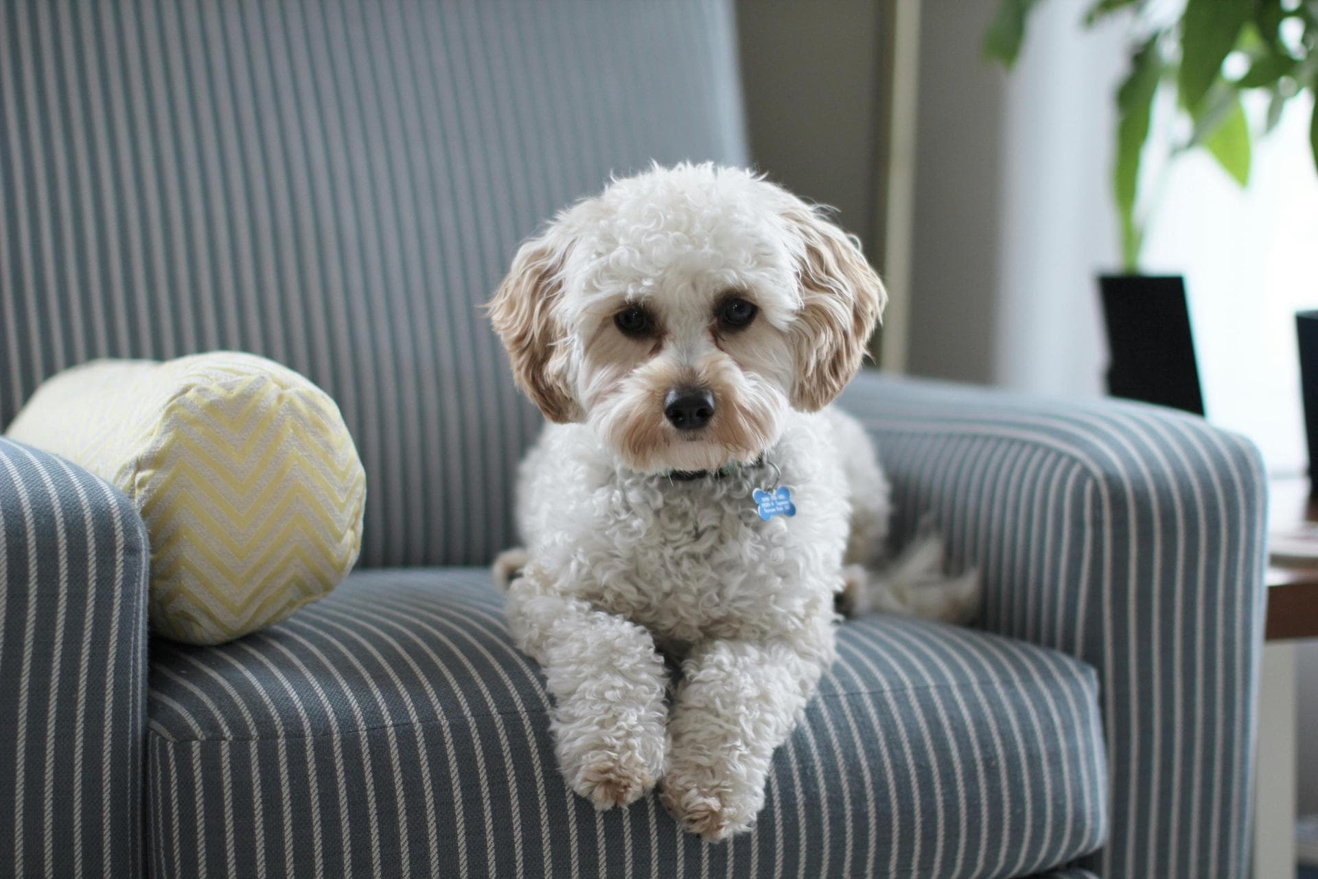 Dog & Cat Vets in Natick