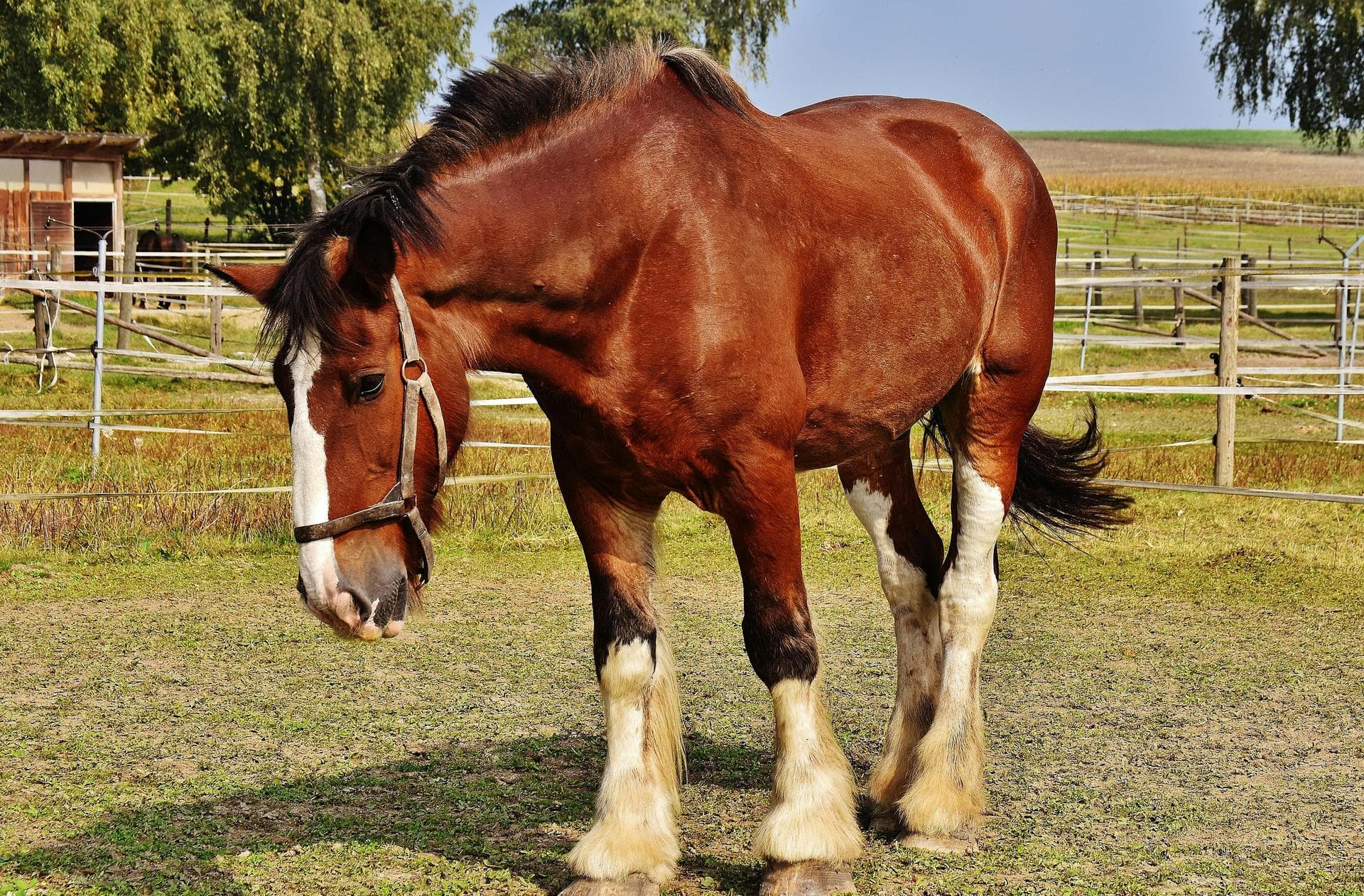 Farm & Large-Animal Vets near Natick